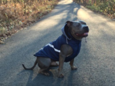 dallas puppy names male petmd